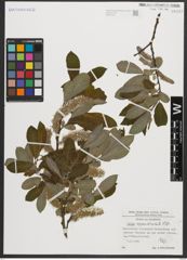 Foto von Salix appendiculata Vill.